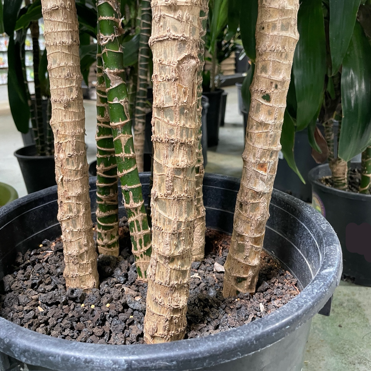 dracaena soil Lisa Dracaena