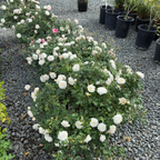 Drift Rose