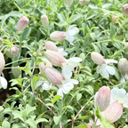 Floral arrangement with green leaves and white flowers on a Druett's Variegated Sea Campion background