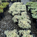 Row of potted Druett's Variegated Sea Campion plants on a gravel surface