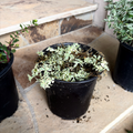 Druett's Variegated Sea Campion