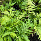 Close-up of a lush Brilliance Autumn Fern (Dryopteris erythrosora ‘Brilliance’) plant