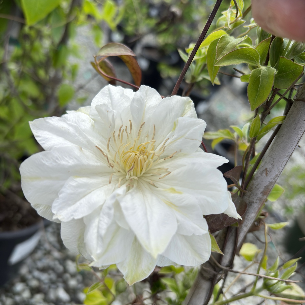 White flower Duchess of Edinburgh clematis with green leaves in a natural setting