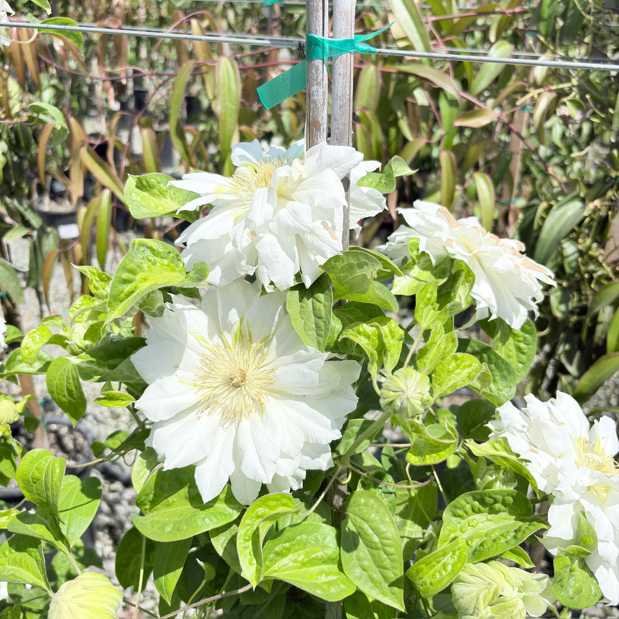 White flowers Duchess of Edinburgh clematis with green leaves in a garden setting