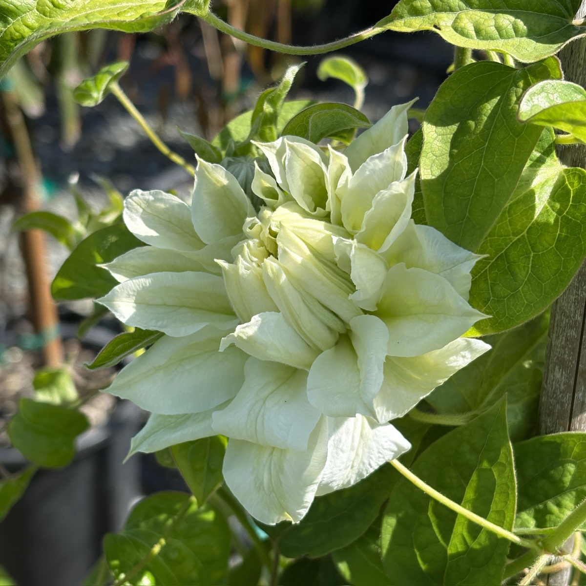 Close-up of a white flower Duchess of Edinburgh clematis with green leaves in a natural setting