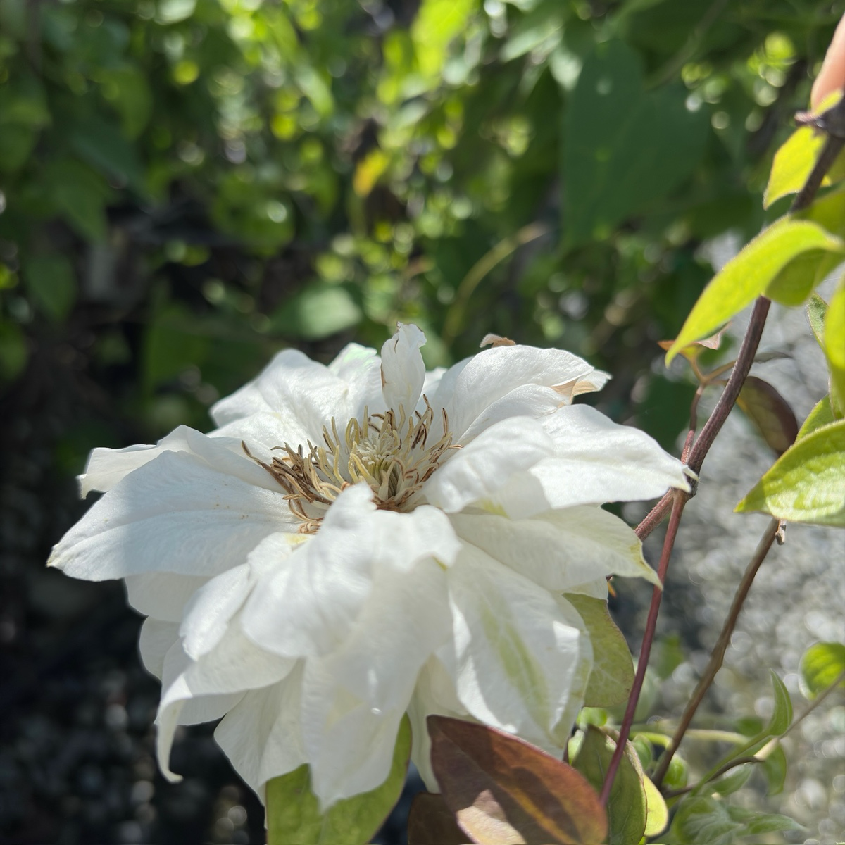 White flower Duchess of Edinburgh clematis with green leaves in a natural setting