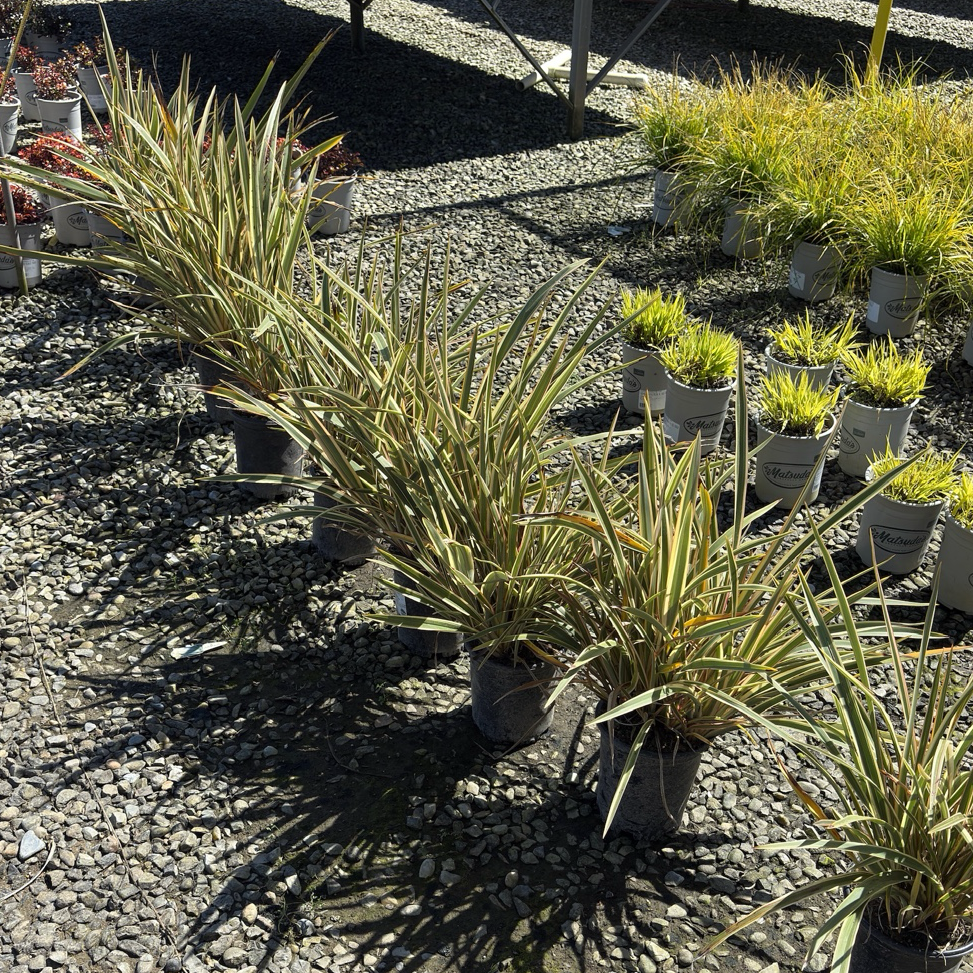 Duet New Zealand Flax
