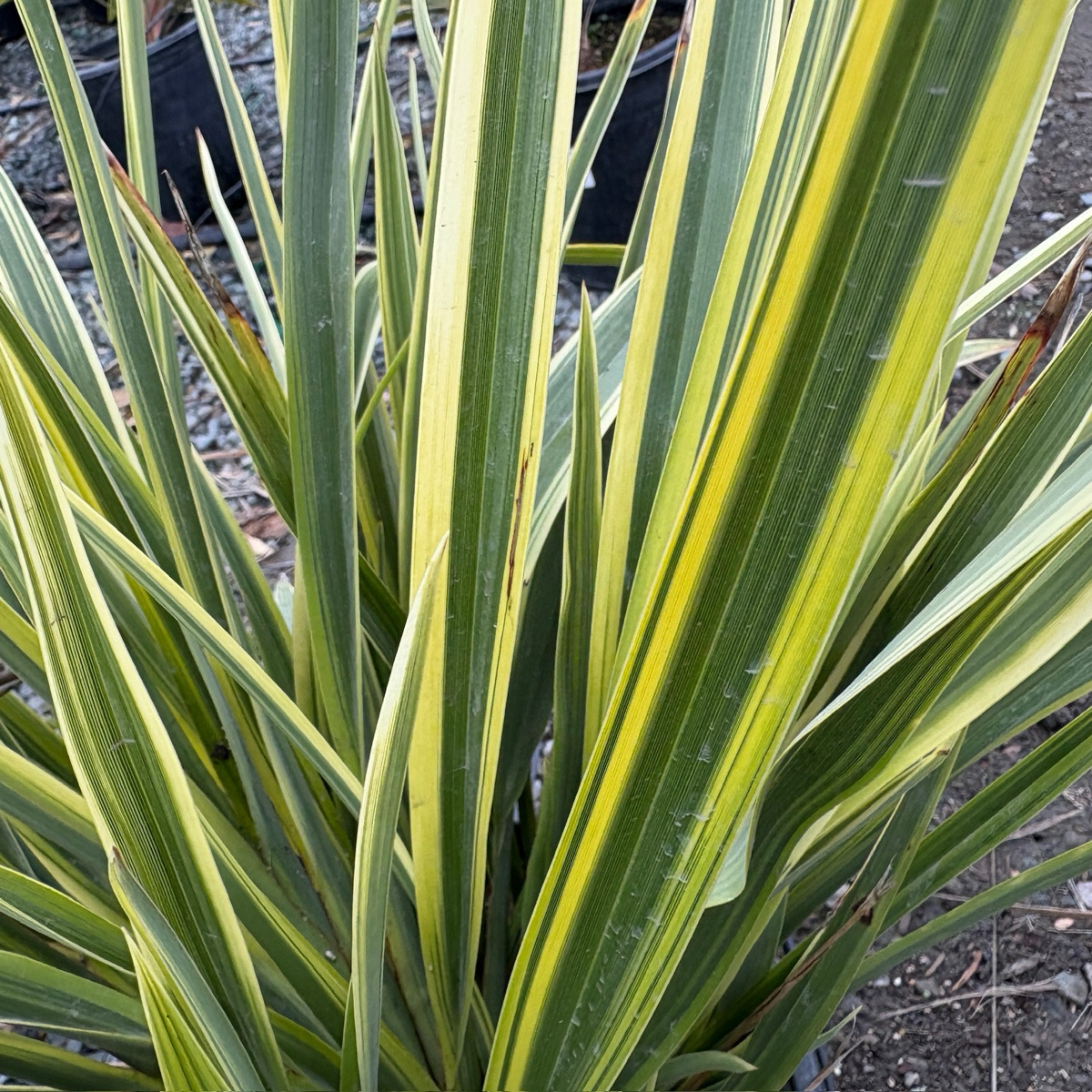 Duet New Zealand Flax