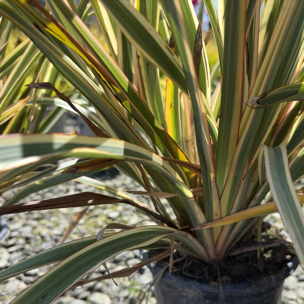 Duet New Zealand Flax