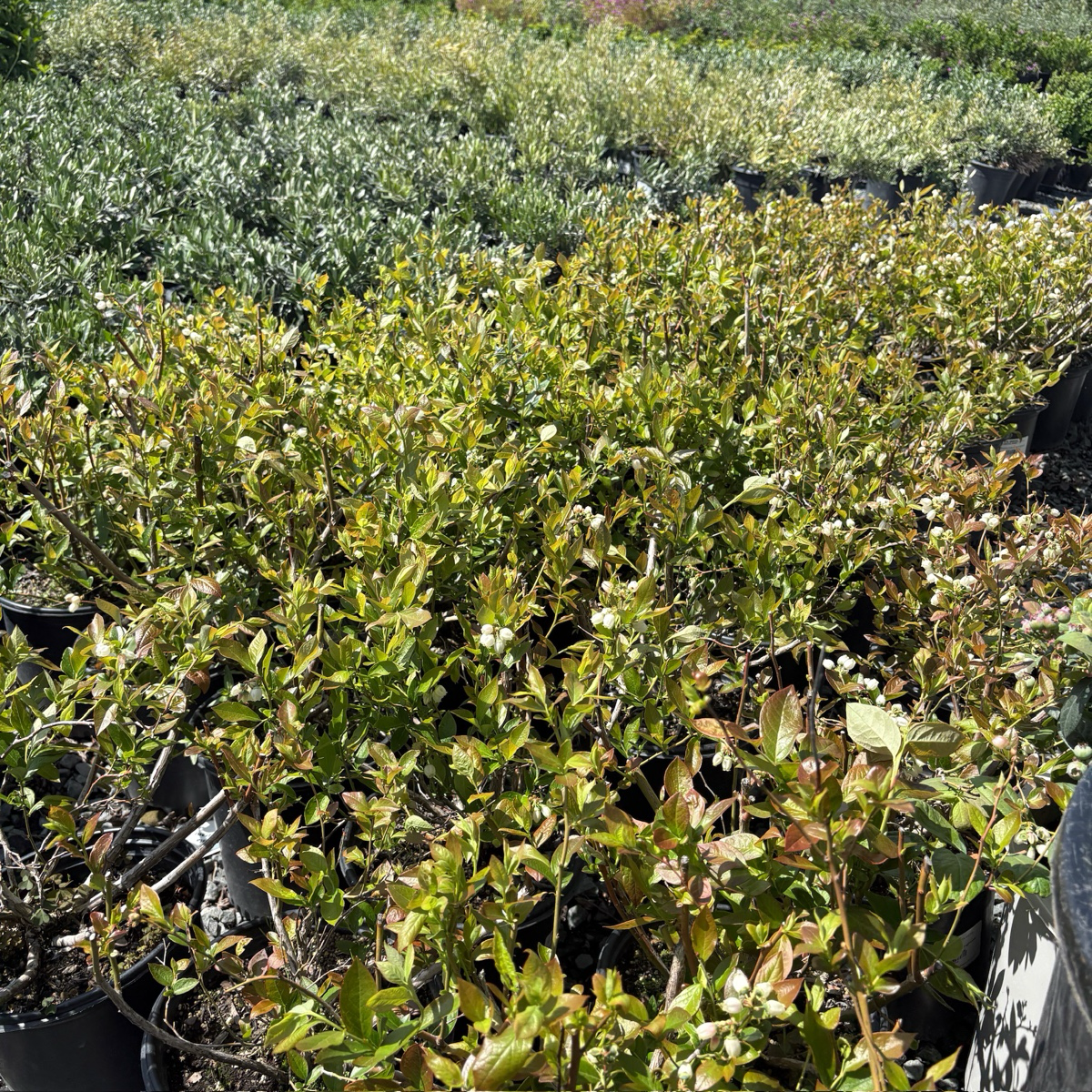 Group of Duke Blueberry shrubs in pots in a garden setting