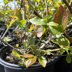 Potted Duke Blueberry plant with green and brown leaves in a garden setting