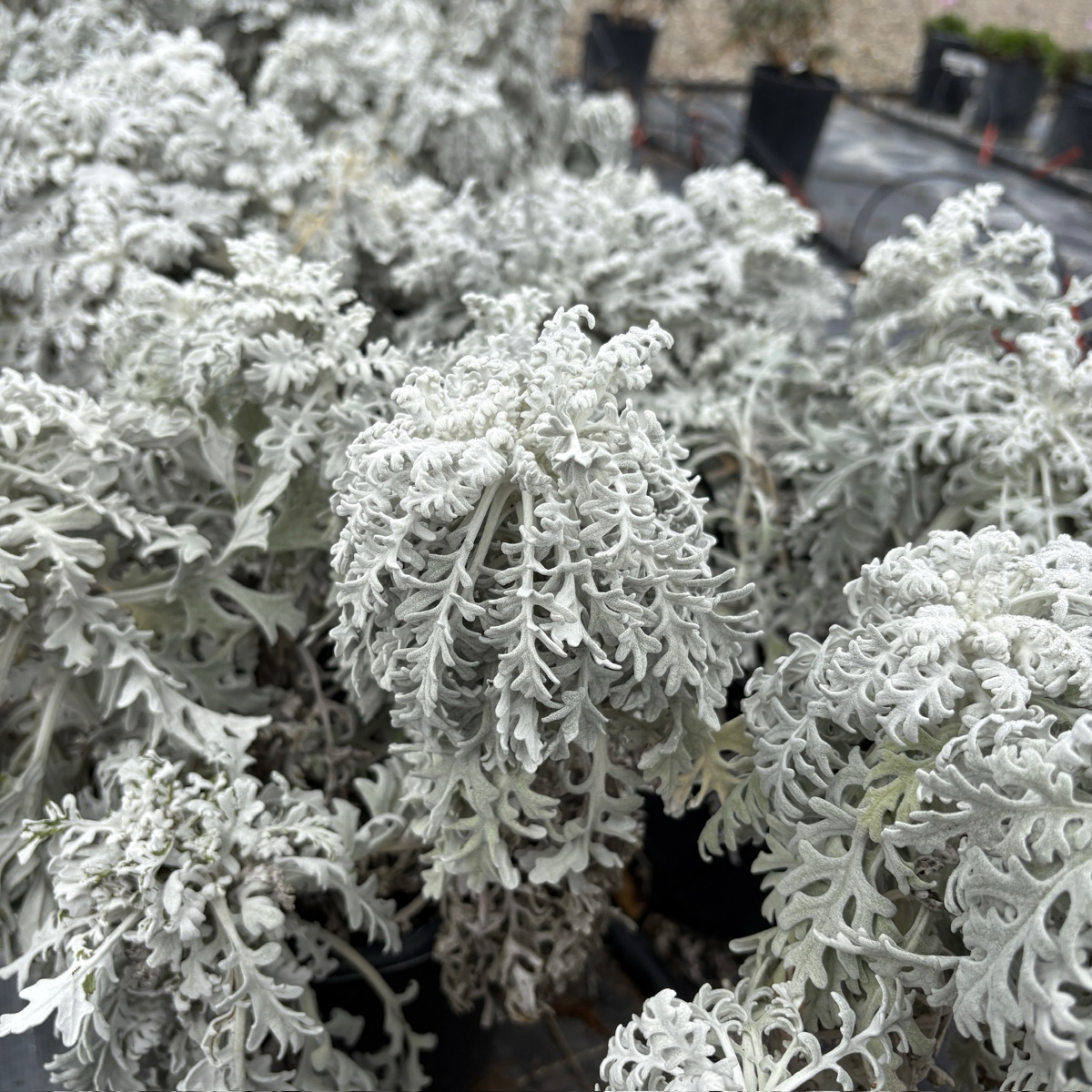 Dusty Miller