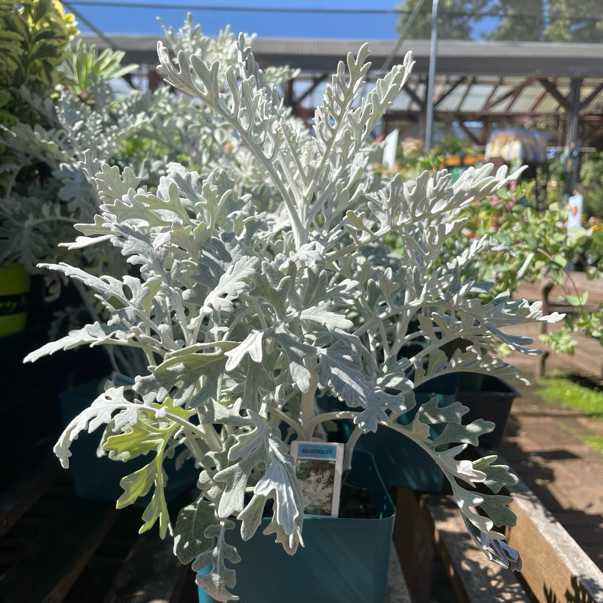 Dusty Miller