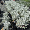 Dusty Miller