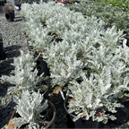 Dusty Miller
