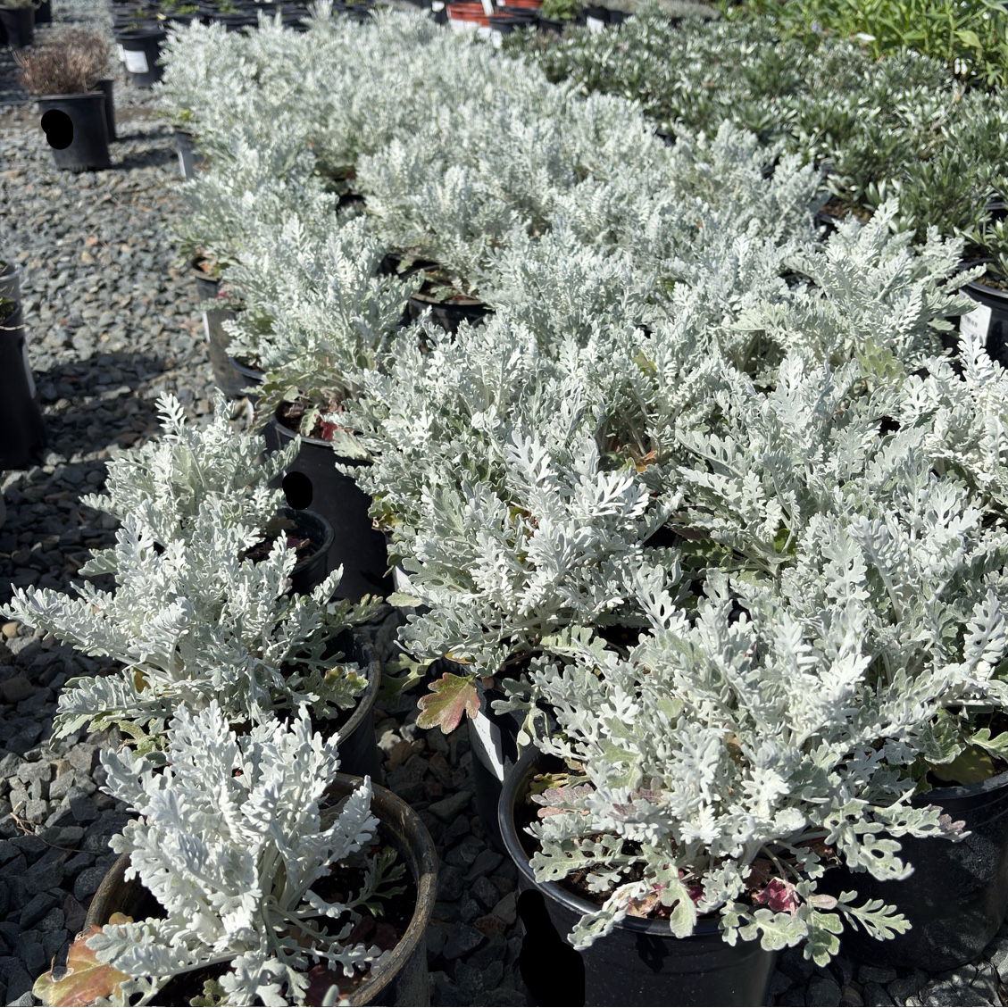 Dusty Miller