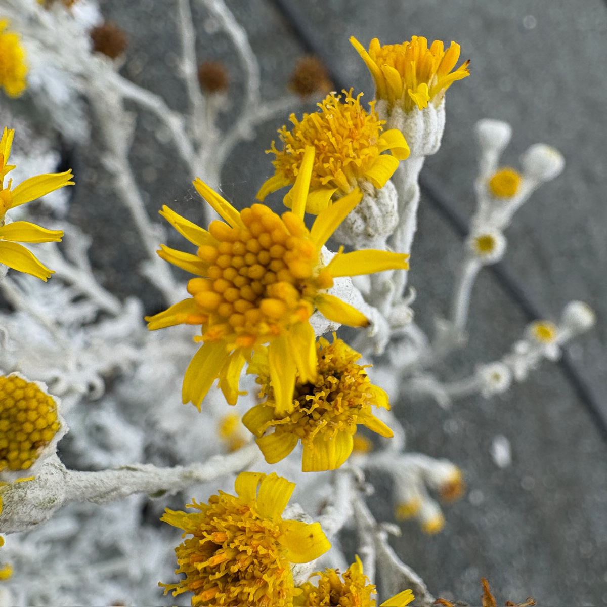 Dusty Miller