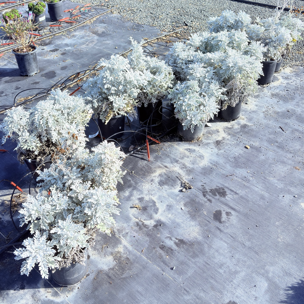 Dusty Miller