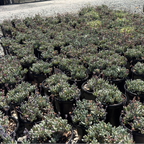 Dwarf Blue Chalksticks