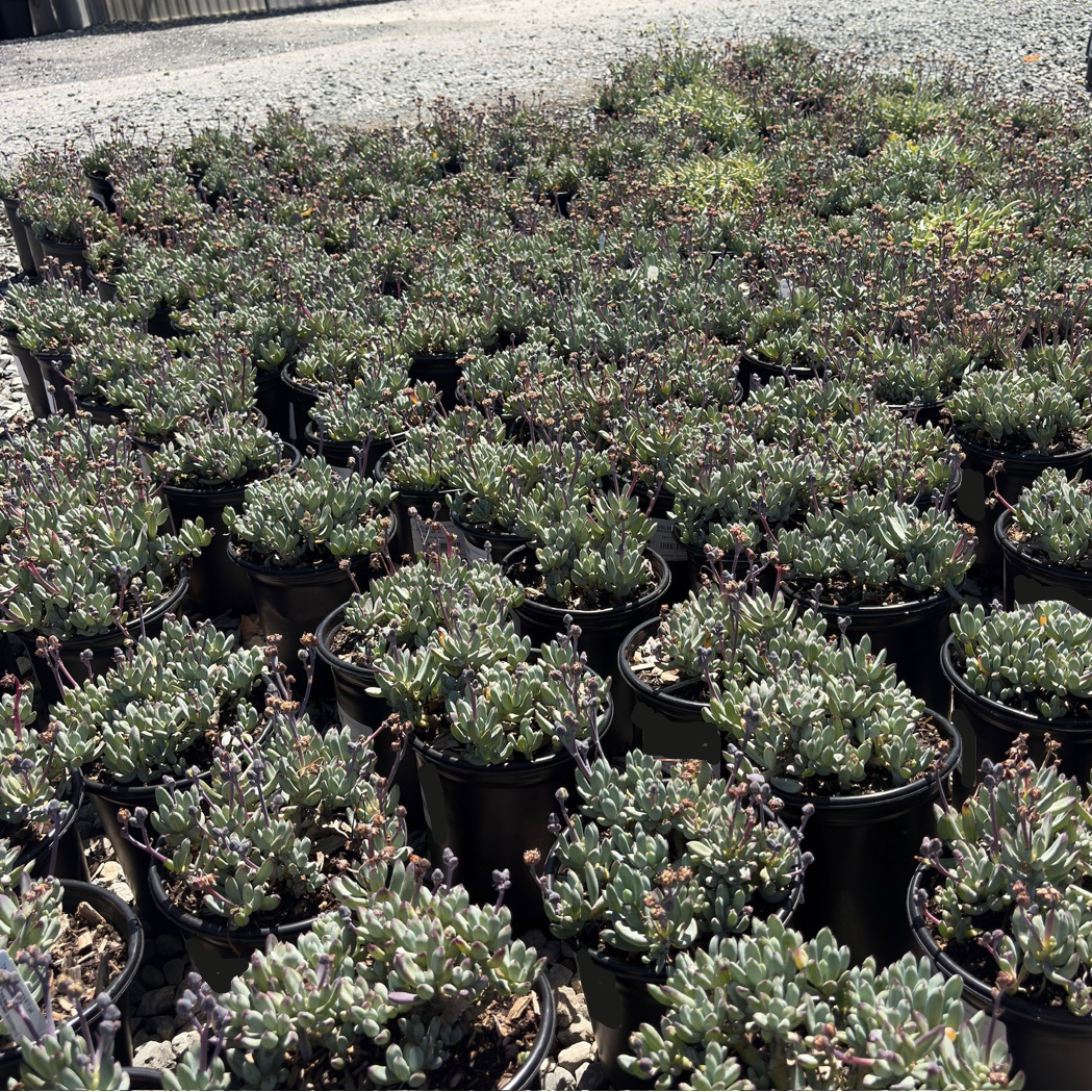 Dwarf Blue Chalksticks