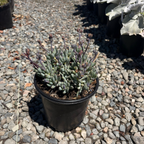 Dwarf Blue Chalksticks