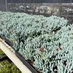Dwarf Blue Chalksticks