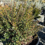 Dwarf Common Myrtle