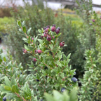 Dwarf Common Myrtle