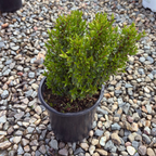 Dwarf Common Myrtle