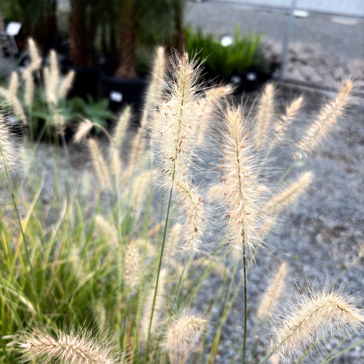 Dwarf Fountain Grass with seed heads in focus, blurred background of plants and pavement