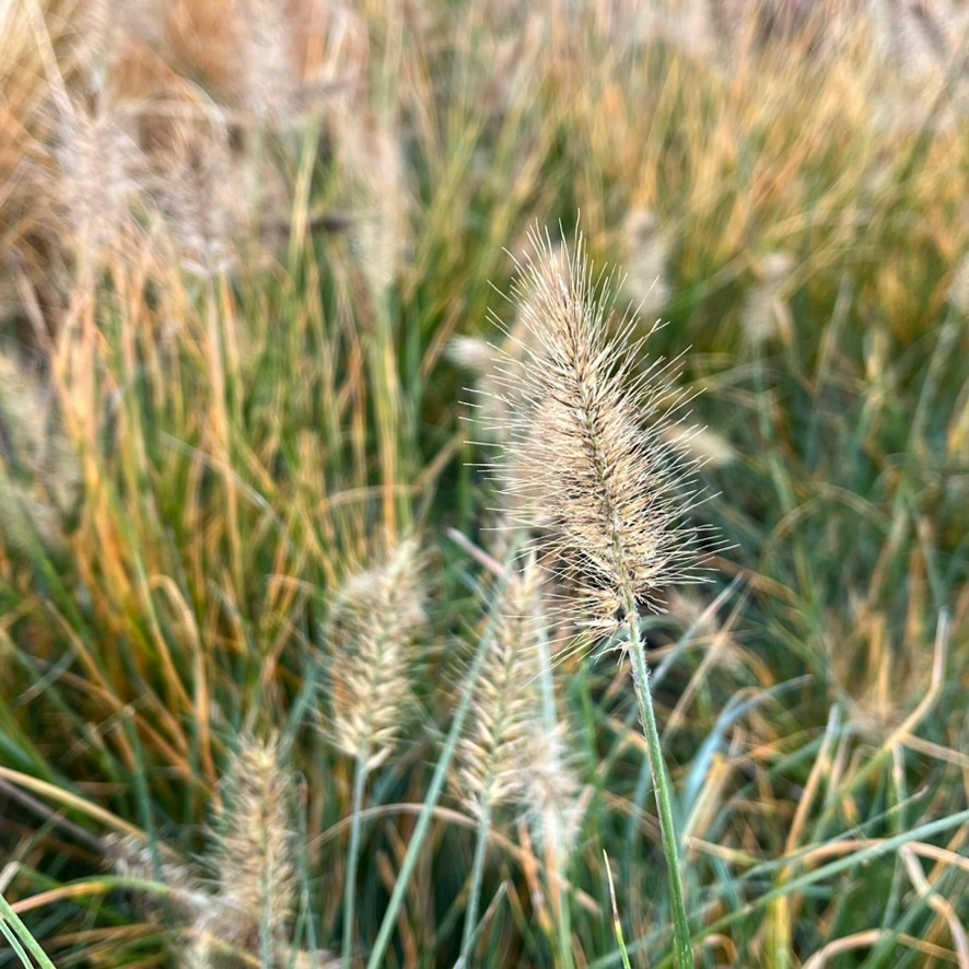 Close-up of Dwarf Fountain Grass with a focus on the seeds, showing a natural outdoor setting.