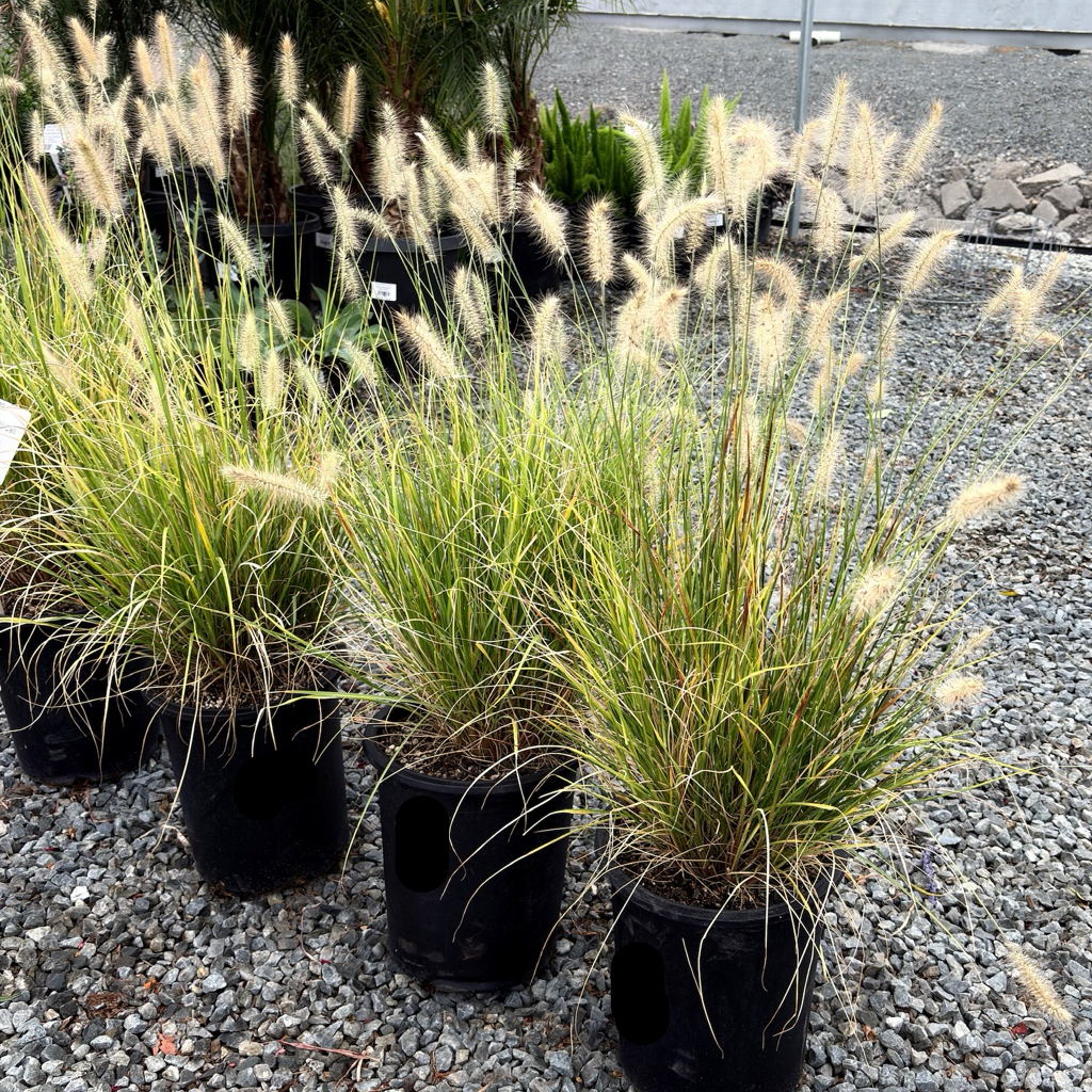 Potted Dwarf Fountain Grass on a gravel surface