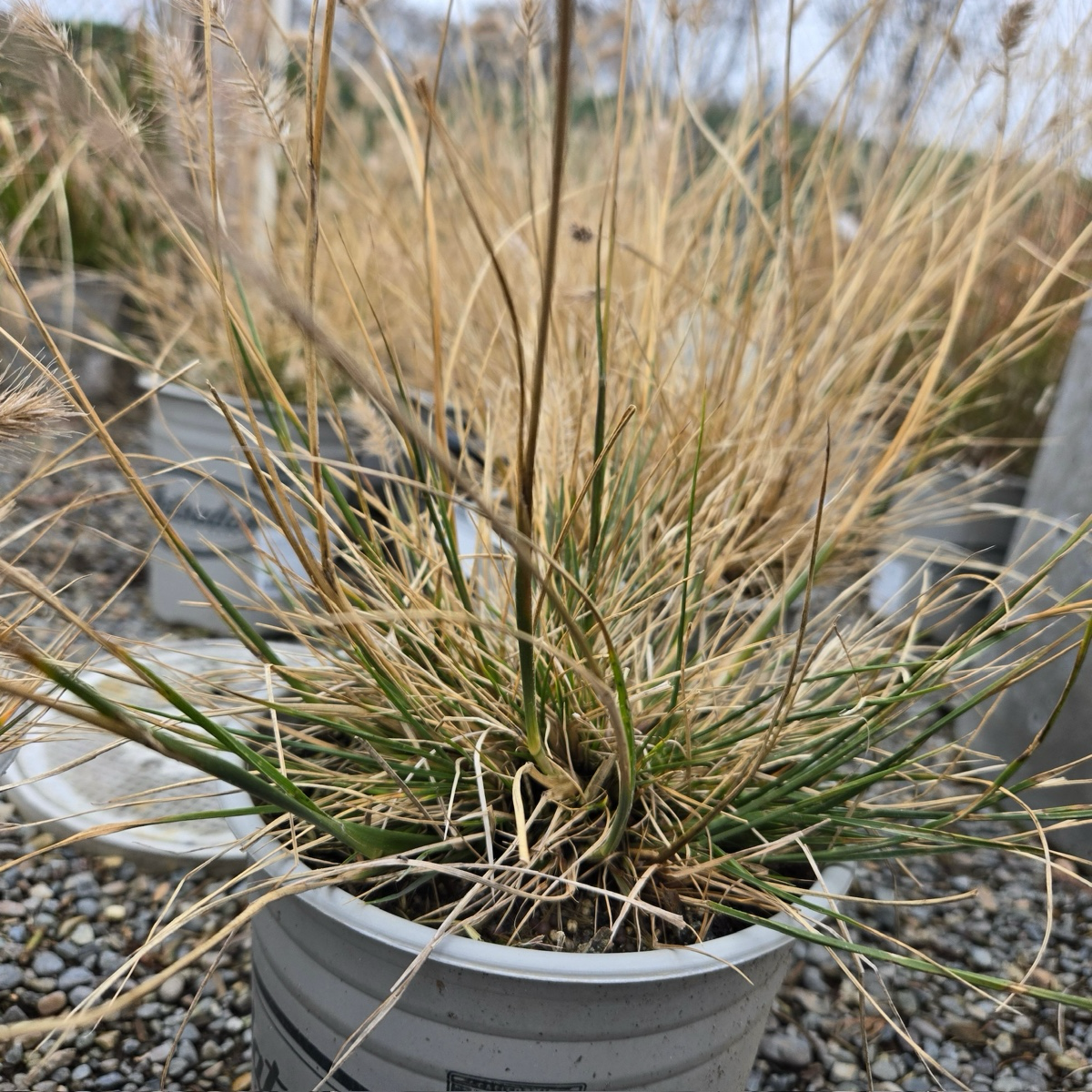 Potted Dwarf Fountain Grass with dried grass-like leaves in a pot on a gravel surface