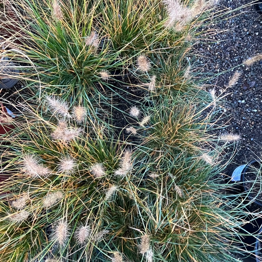 Close-up of Dwarf Fountain Grass with seed heads on a dark background
