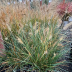 Dwarf Fountain Grass with brown tips in a garden setting