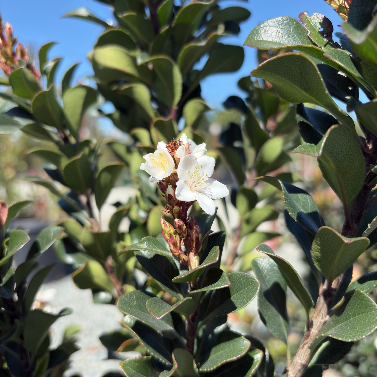 Dwarf Indian Hawthorn