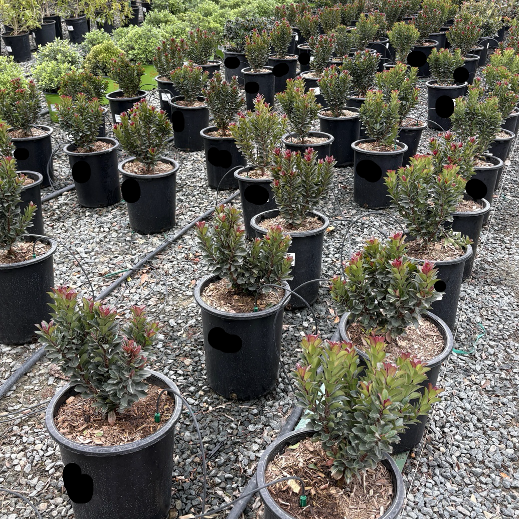 Dwarf Indian Hawthorn