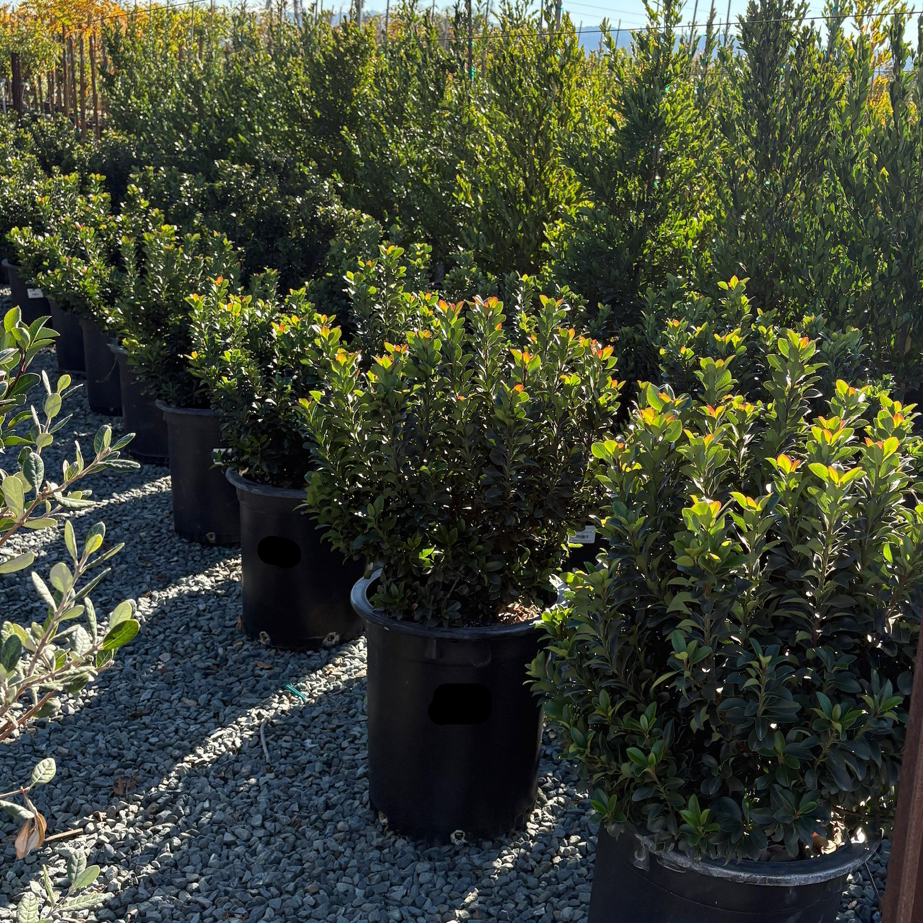 Dwarf Indian Hawthorn