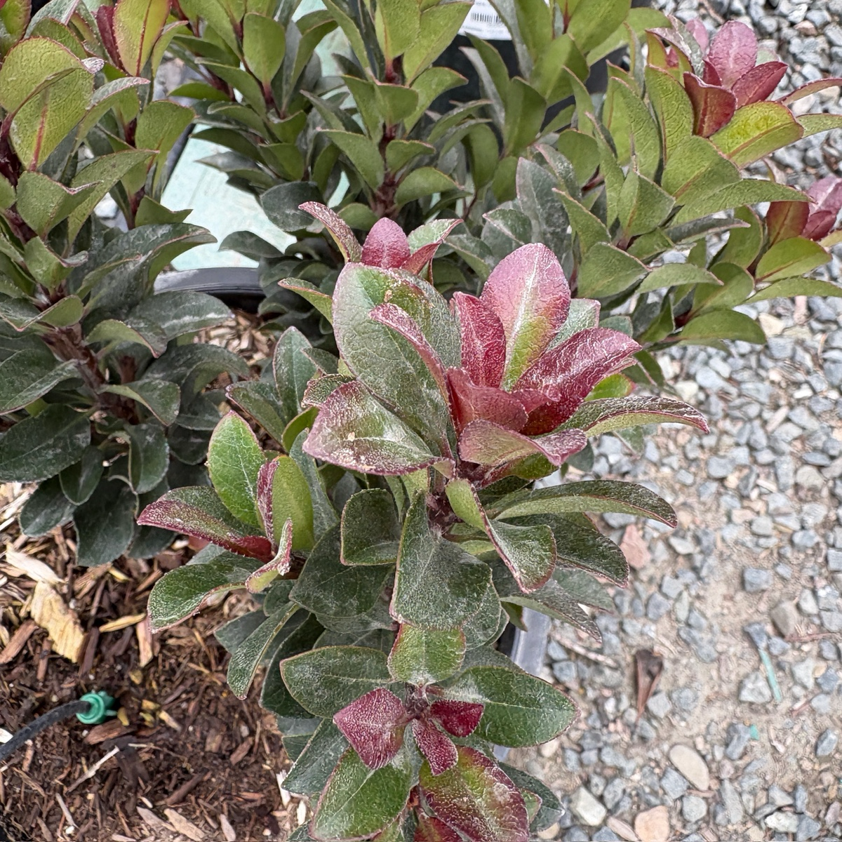 Dwarf Indian Hawthorn