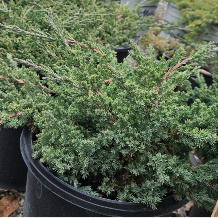 Potted Dwarf Japanese Garden Juniper plant in a nursery setting with other plants and pots in the background.