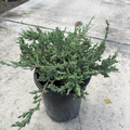 Dwarf Japanese Garden Juniper