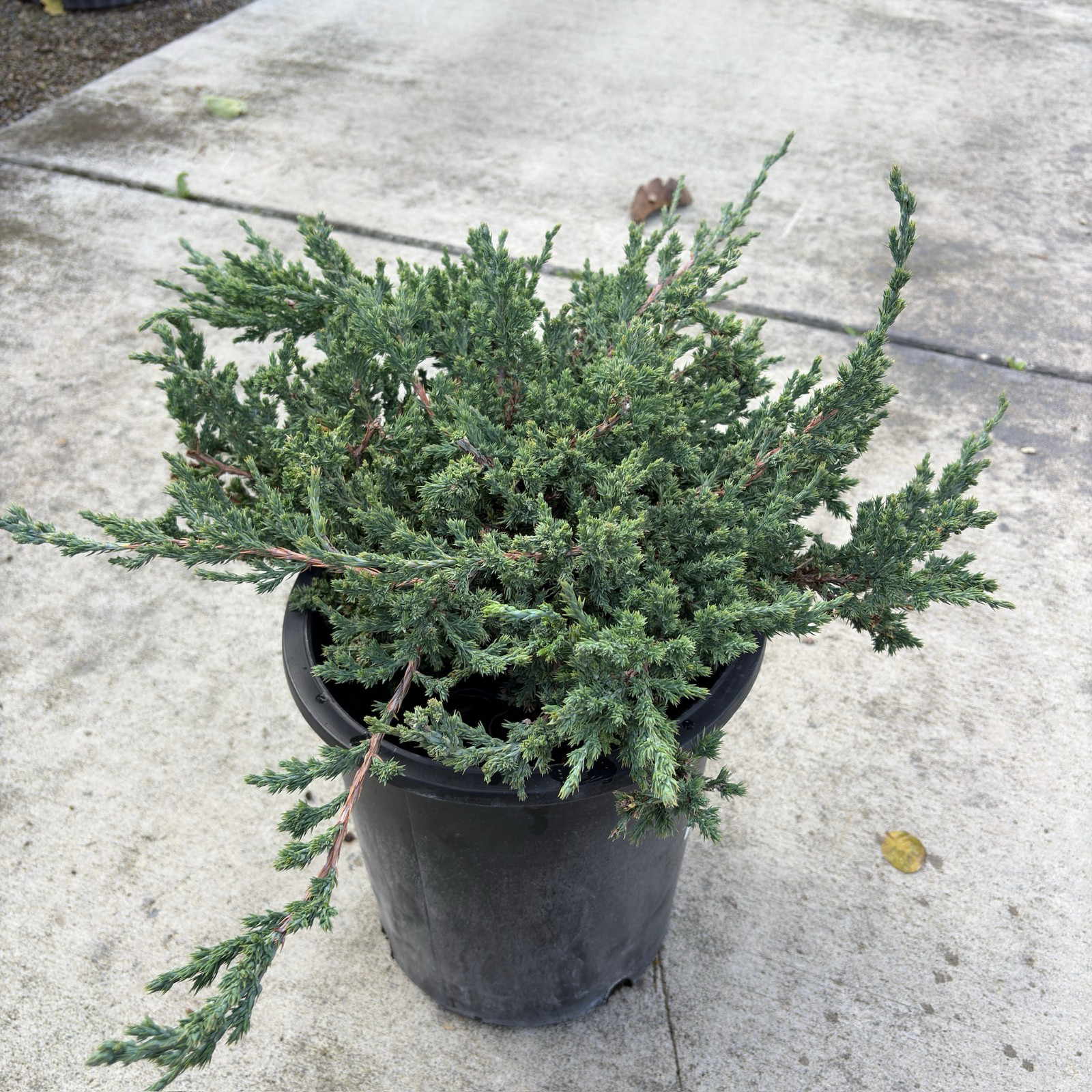 Dwarf Japanese Garden Juniper