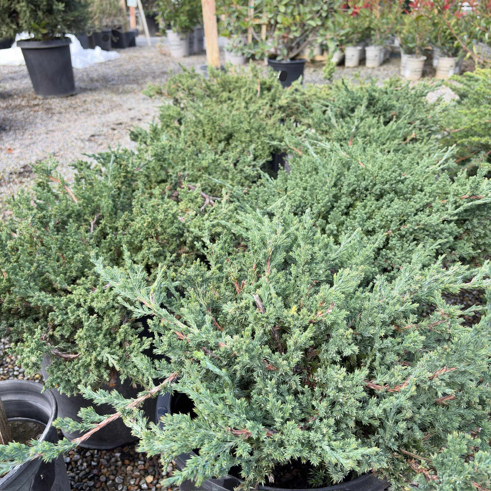 Dwarf_Japanese_Garden_Juniper