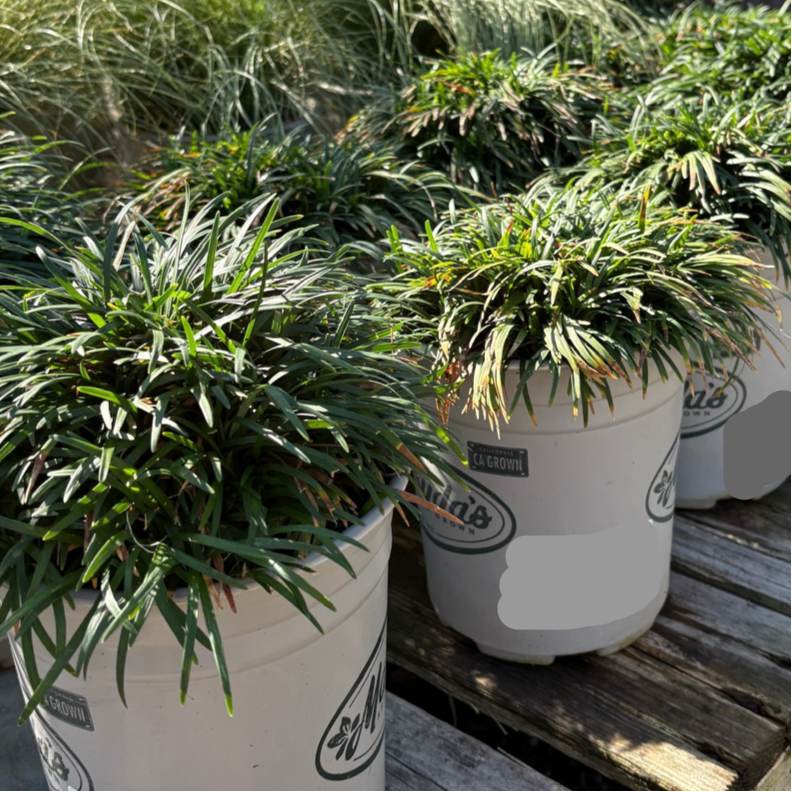 Dwarf Mondo Grass Potted Dwarf Mondo Grass plants on a wooden pallet with a blurred natural background