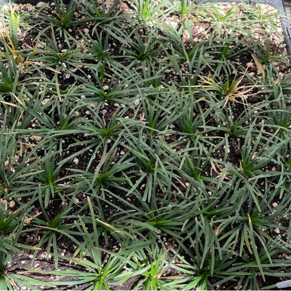 Dwarf Mondo Grass Potted Ophiopogon japonicus 'Nana' plants with green leaves in a grid arrangement