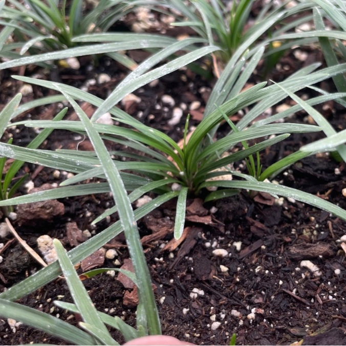 Dwarf Mondo Grass Close-up of Ophiopogon japonicus 'Nana' growing in soil