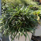 Dwarf Mondo Grass Potted Ophiopogon japonicus 'Nana' plant with long green leaves in a greenhouse setting