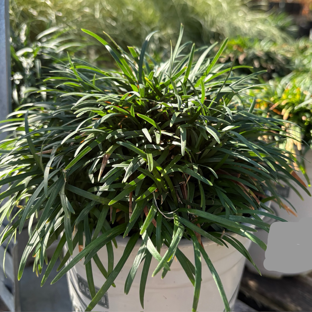 Dwarf Mondo Grass Potted Ophiopogon japonicus 'Nana' plant with long green leaves in a greenhouse setting