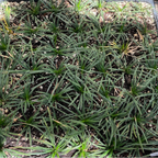 Dwarf Mondo Grass Potted Ophiopogon japonicus 'Nana' plants with green leaves in a grid arrangement
