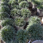Dwarf Mondo Grass Row of potted Dwarf Mondo Grass plants on a concrete surface
